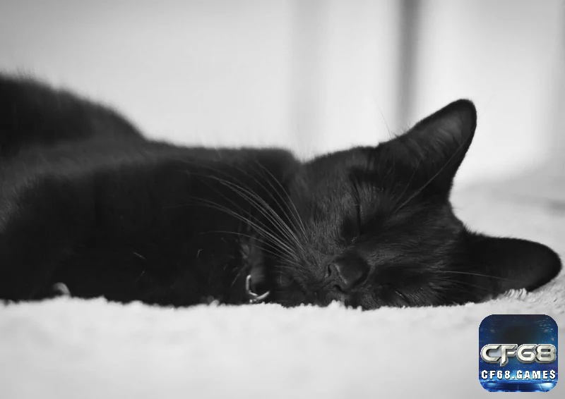 Giấc mơ thấy mèo đen đang ngủ thể hiện cho sự yên ổn trong cuộc sống của bạn