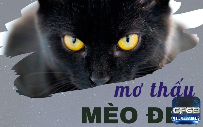 Giải mã giấc mơ thấy mèo đen đánh số gì mang đến cho bạn những con số may mắn khác nhau